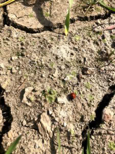 A Ladybug Crawls On Cracked, Dry Soil With Small Patches Of Green Moss And Grass Blades Scattered Around. The Ground Appears Barren And Sunlit.
