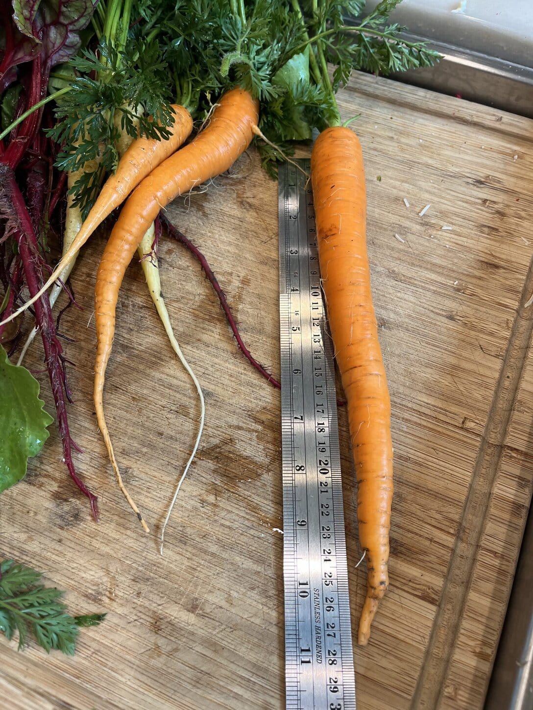 Three Freshly Picked Carrots With Greens Attached Lie On A Wooden Cutting Board. A Metal Ruler Beside Them Shows Their Length. The Surrounding Area Is Slightly Wet, With Hints Of Other Vegetables Visible.