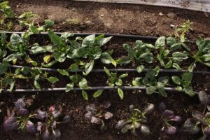 Rows Of Leafy Green And Purple Vegetable Plants Growing In Soil, With Three Black Drip Irrigation Hoses Running Horizontally Across The Garden Bed.